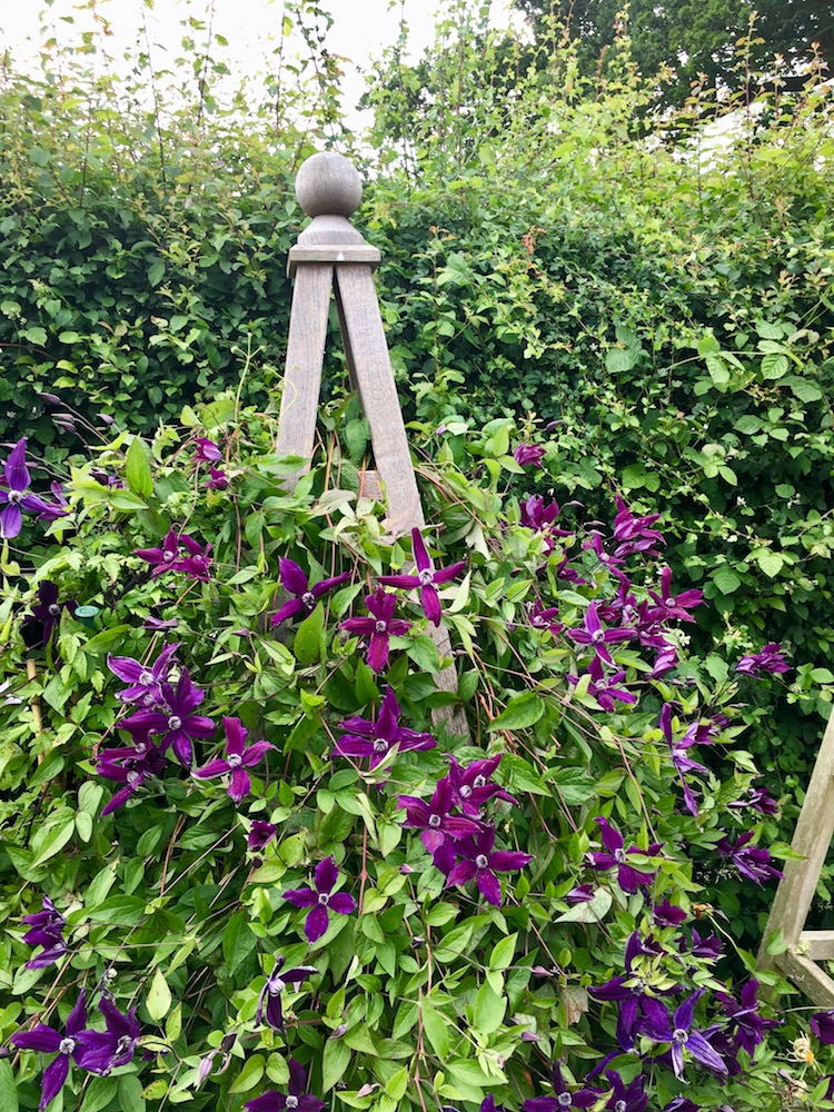Oak Garden Obelisk almost entirely covered by Clematis with purple flowers
