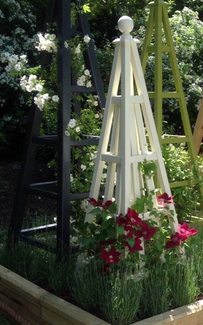  Sweet Pea Design wooden garden obelisks with Rebecca Clematis 