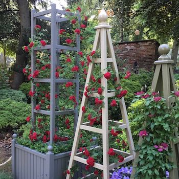 Painted wooden garden obelisk with red roses at RHS Chelsea Flower Show 2017