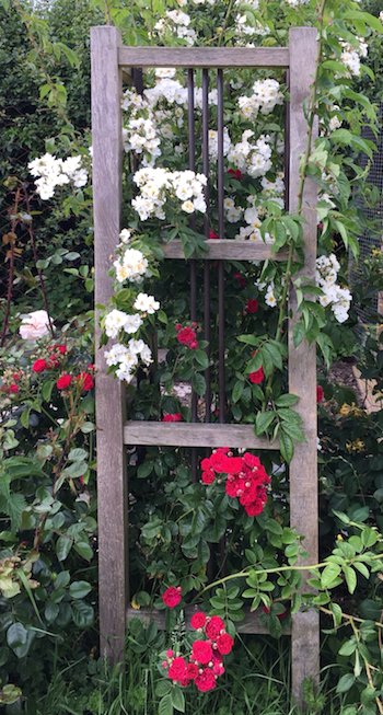 Oak and copper tower obelisk with red roses of Chevy Chase and White roses of Rambling Rector