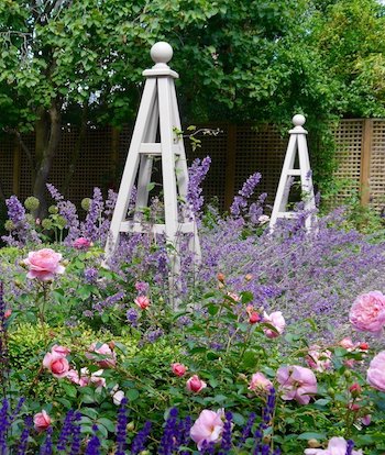 Painted wooden obelisks in garden with Salvia, Lavender and Roses